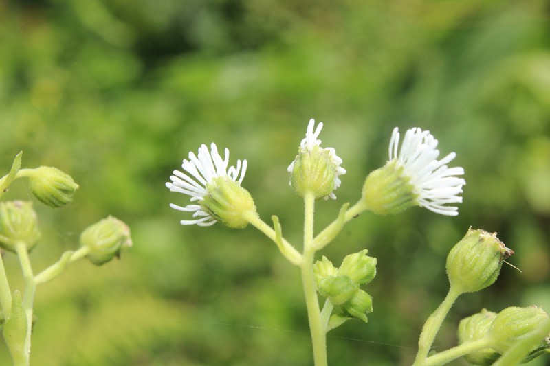 Adenostemma cuatrecasasii photo 5