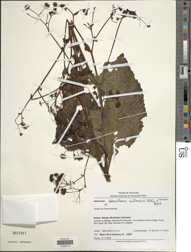 Adenostemma cuatrecasasii photo 6