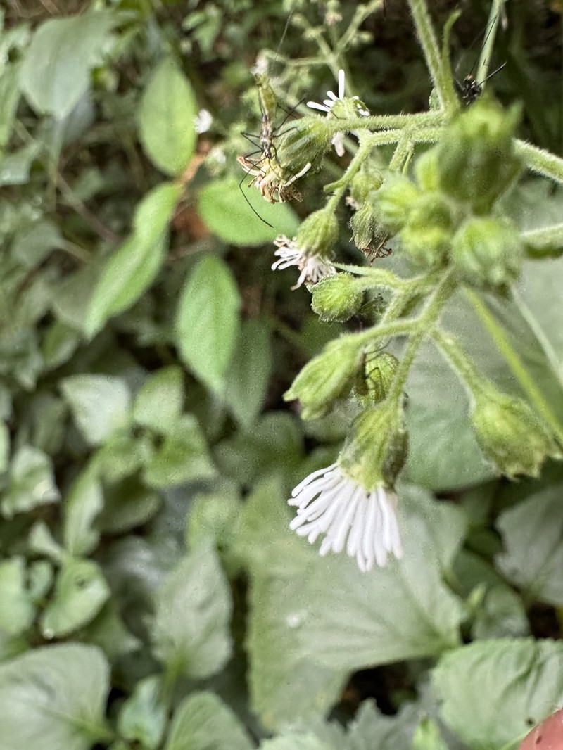 Adenostemma cuatrecasasii