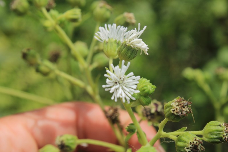Adenostemma cuatrecasasii photo 3