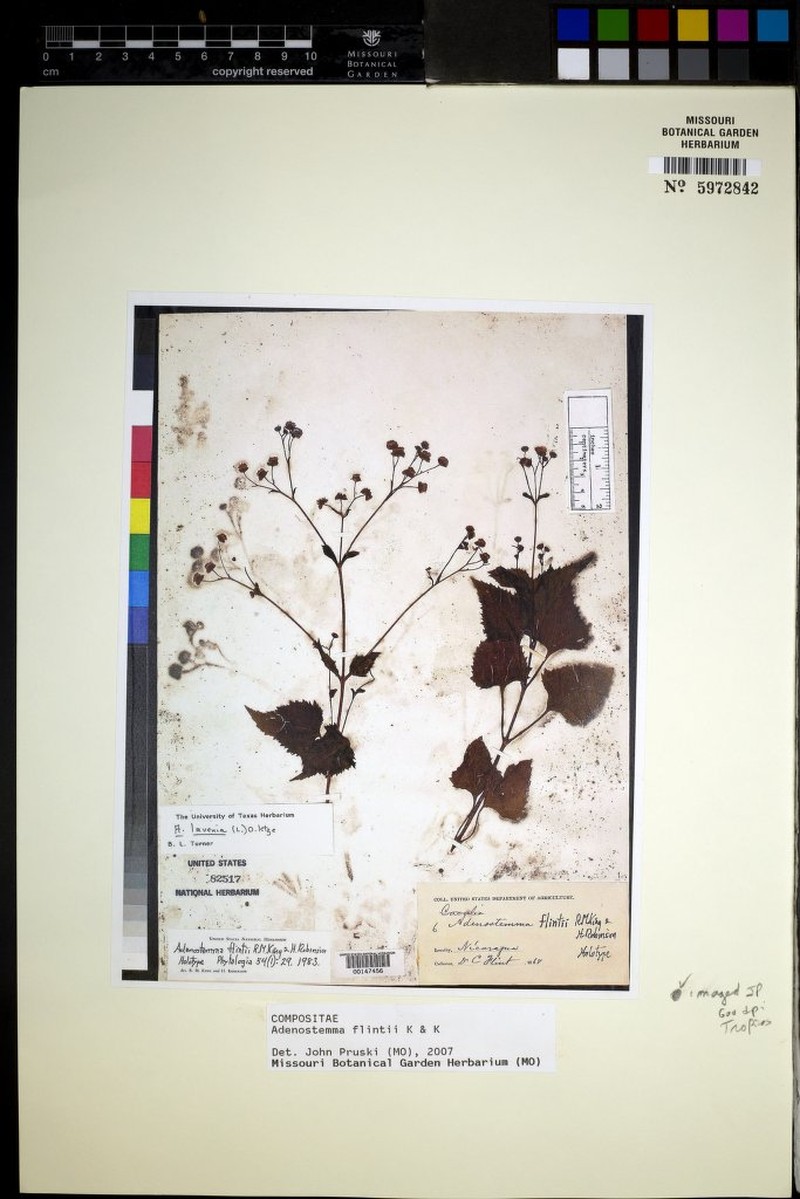 Adenostemma flintii