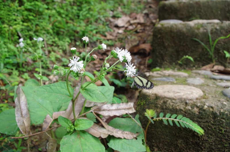 Adenostemma fosbergii