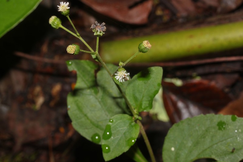 Adenostemma fosbergii photo 4