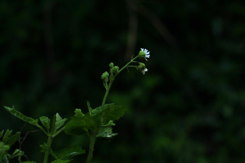 Adenostemma fosbergii photo 5