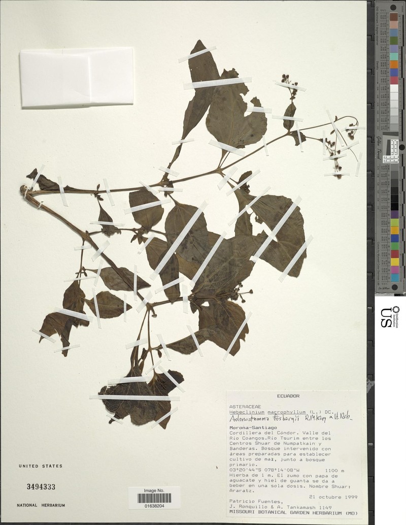 Adenostemma fosbergii photo 6