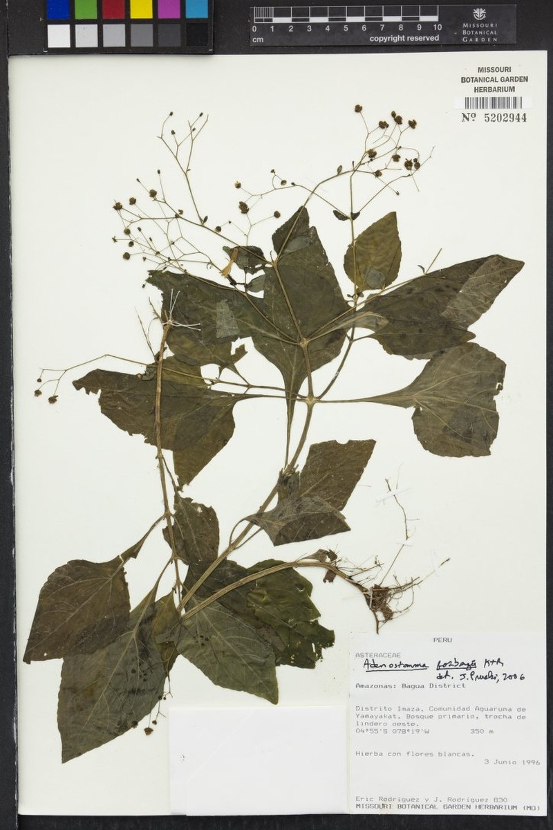 Adenostemma fosbergii