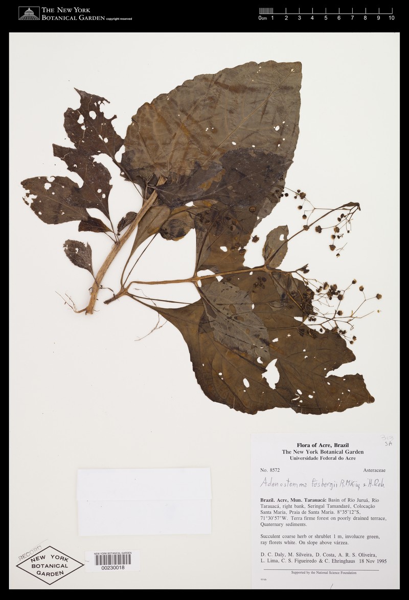 Adenostemma fosbergii photo 2