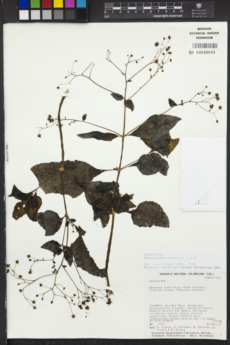 Adenostemma fosbergii photo 3