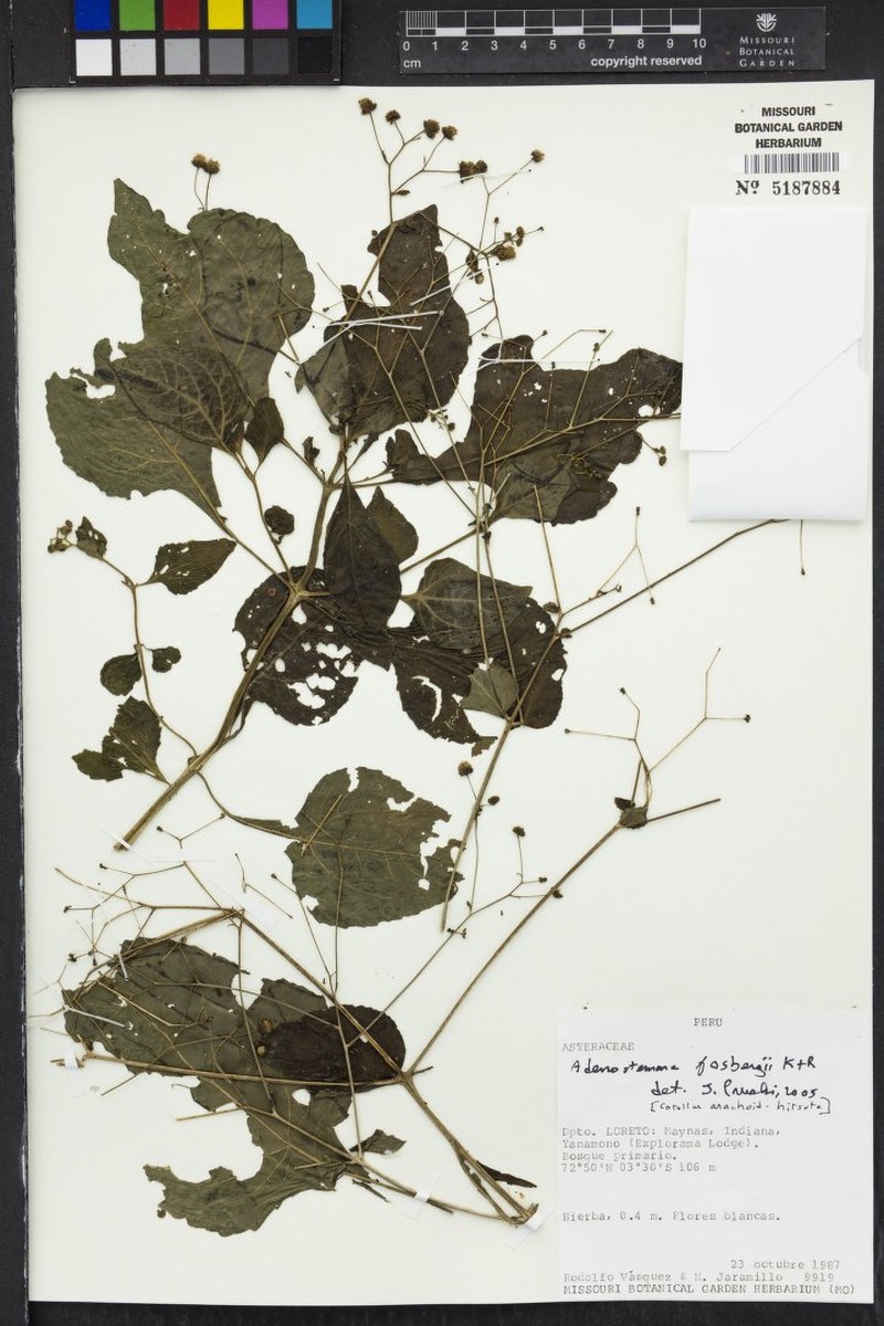 Adenostemma fosbergii photo 4