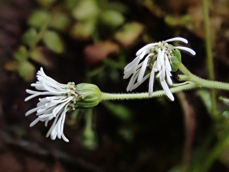 Adenostemma harlingii