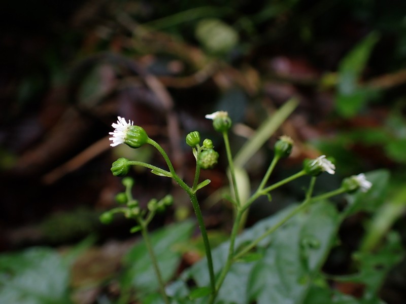 Adenostemma harlingii photo 4