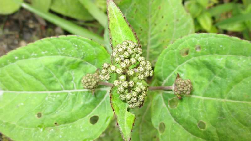 Adenostemma harlingii photo 5