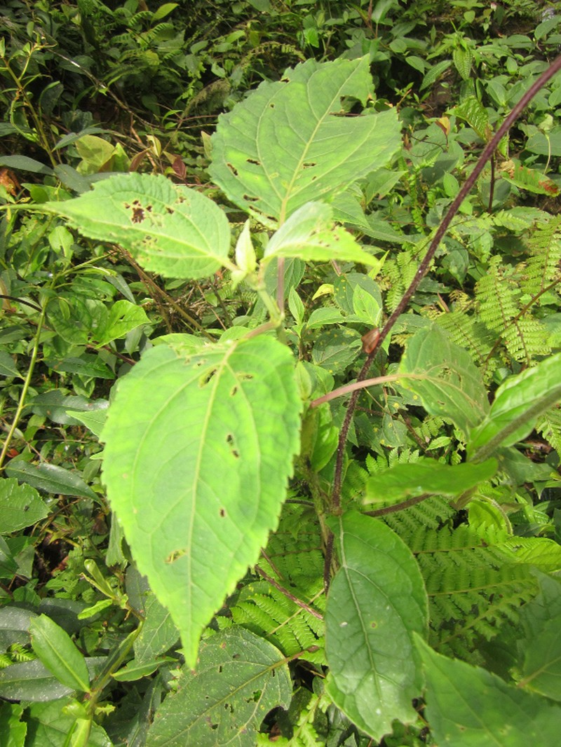 Adenostemma harlingii photo 6