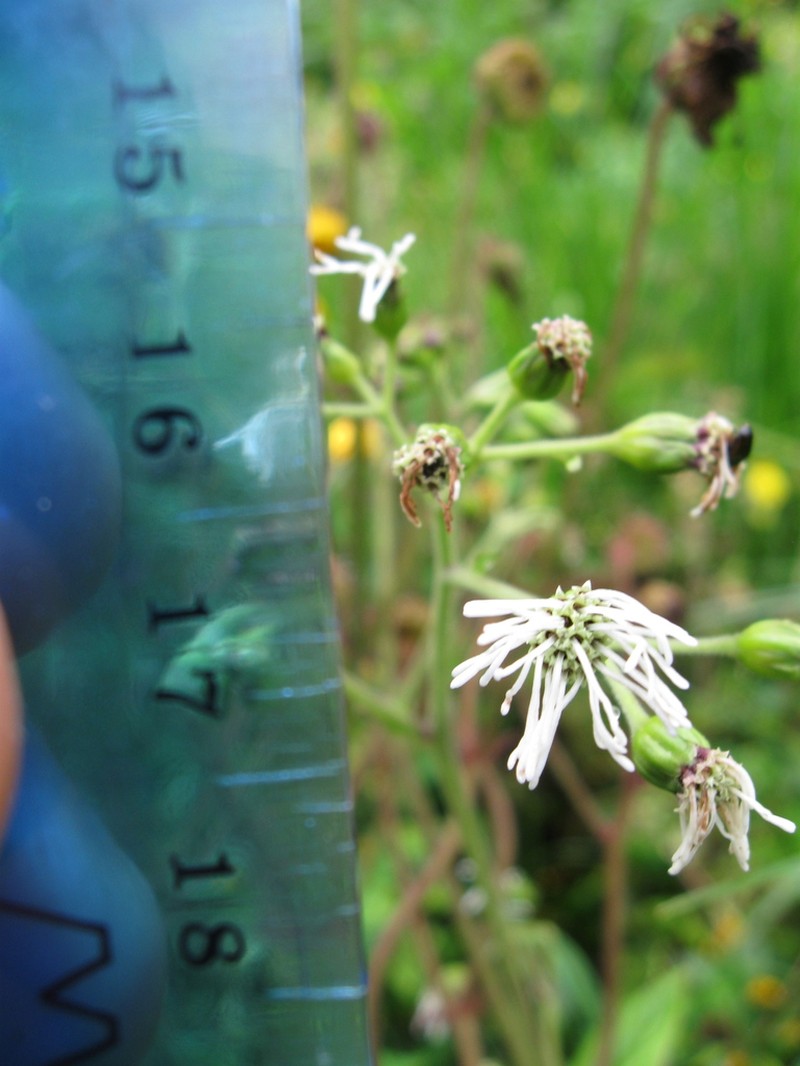 Adenostemma harlingii photo 3