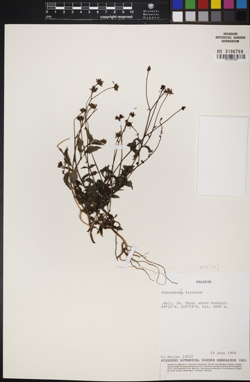 Adenostemma hirsutum