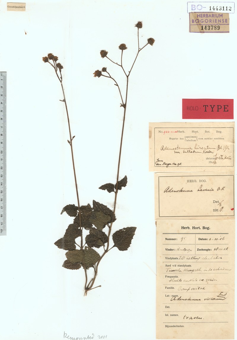 Adenostemma hirsutum photo 2