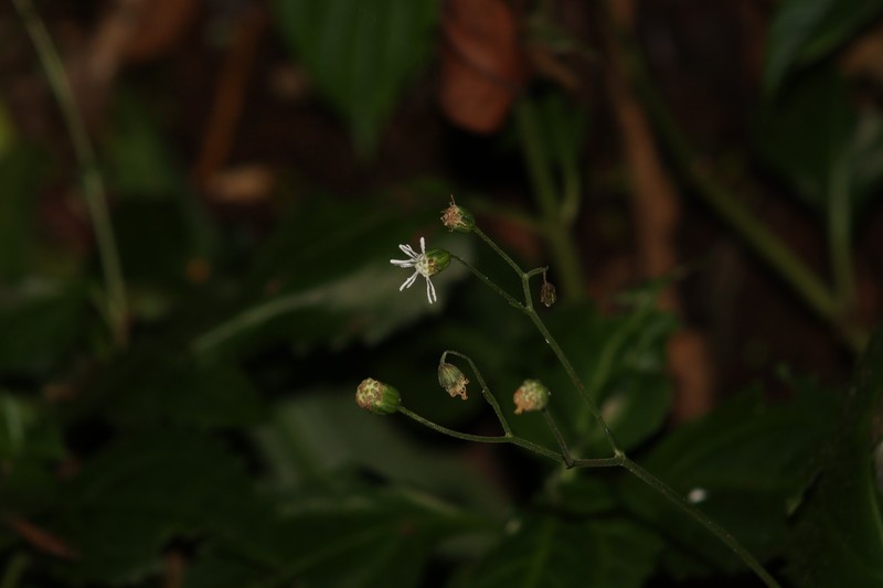 Adenostemma hirtiflorum photo 3