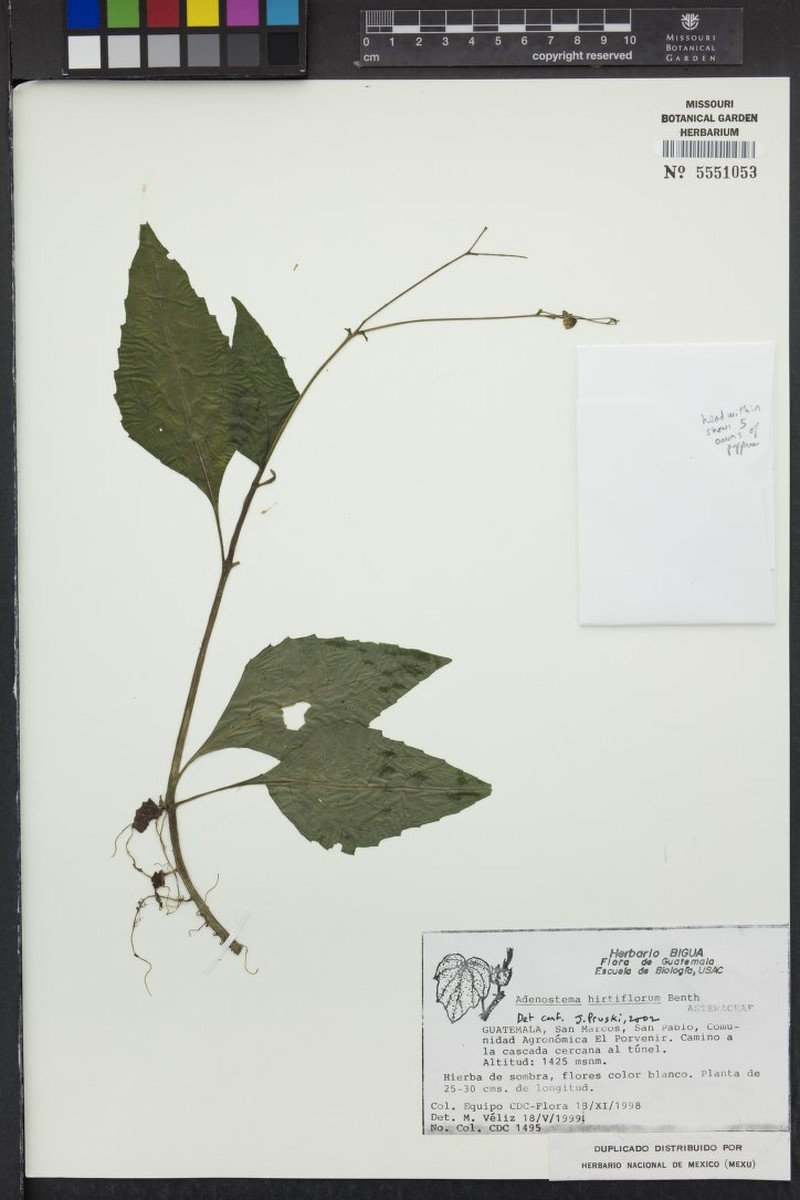 Adenostemma hirtiflorum photo 4