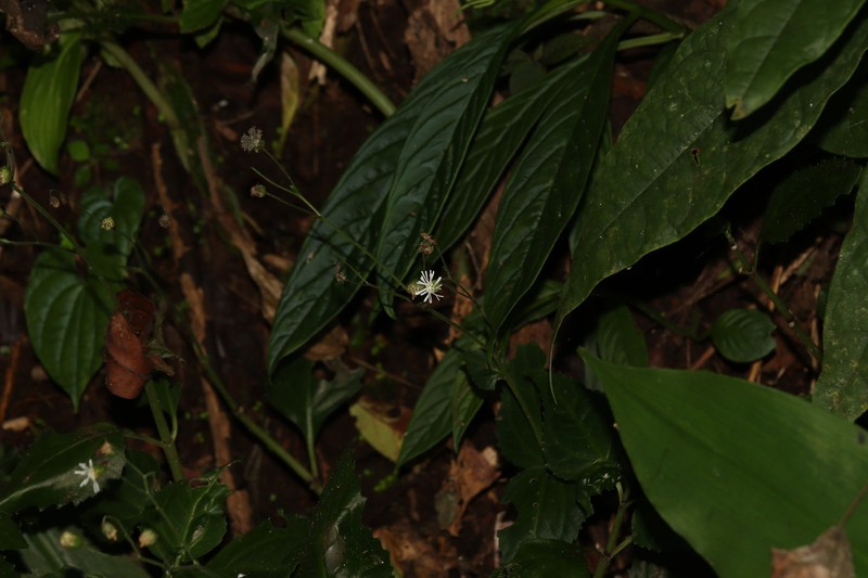 Adenostemma hirtiflorum photo 2