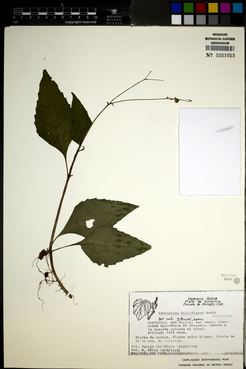 Adenostemma hirtiflorum photo 3