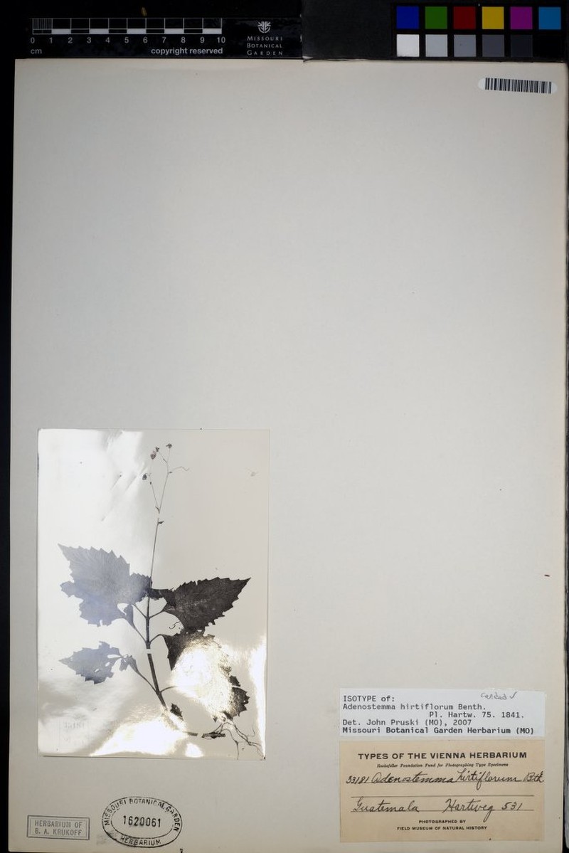 Adenostemma hirtiflorum photo 4