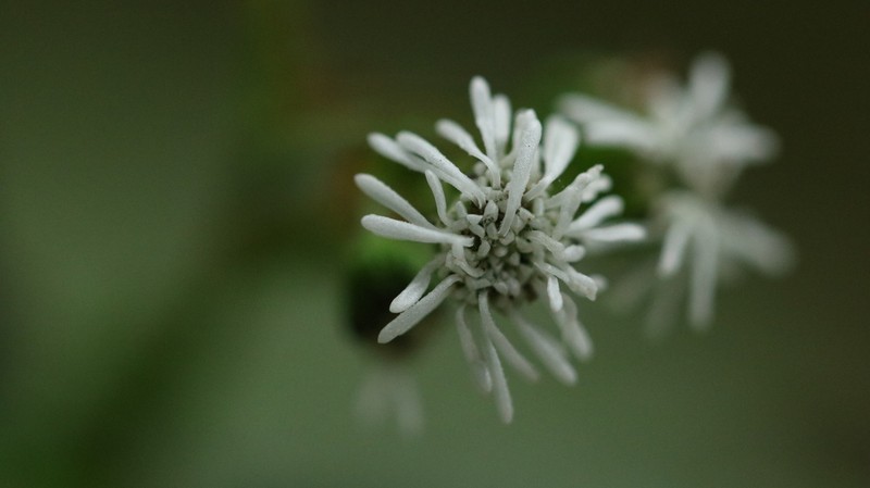 Adenostemma involucratum photo 2