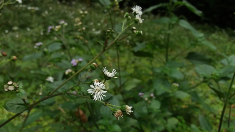 Adenostemma involucratum photo 3