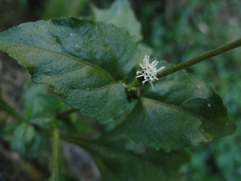 Adenostemma involucratum photo 4