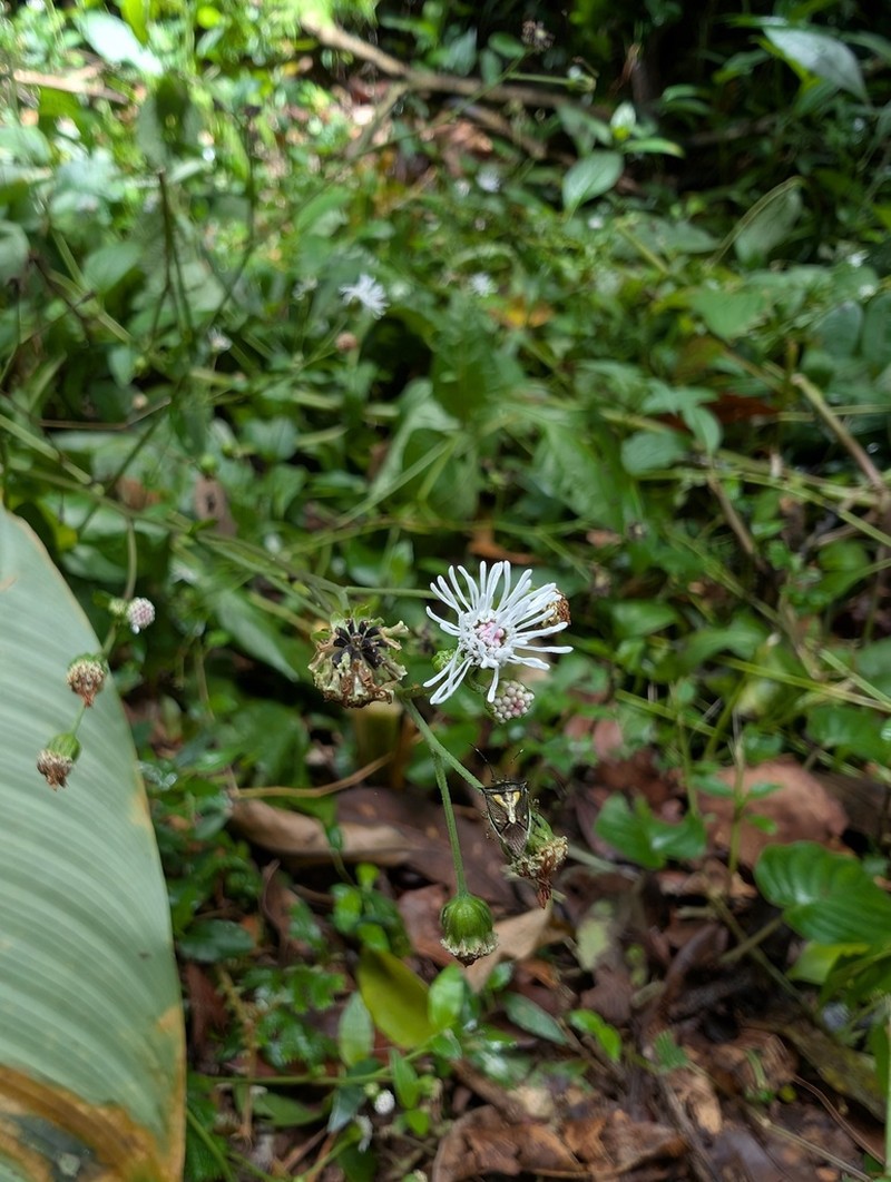 Adenostemma involucratum photo 5