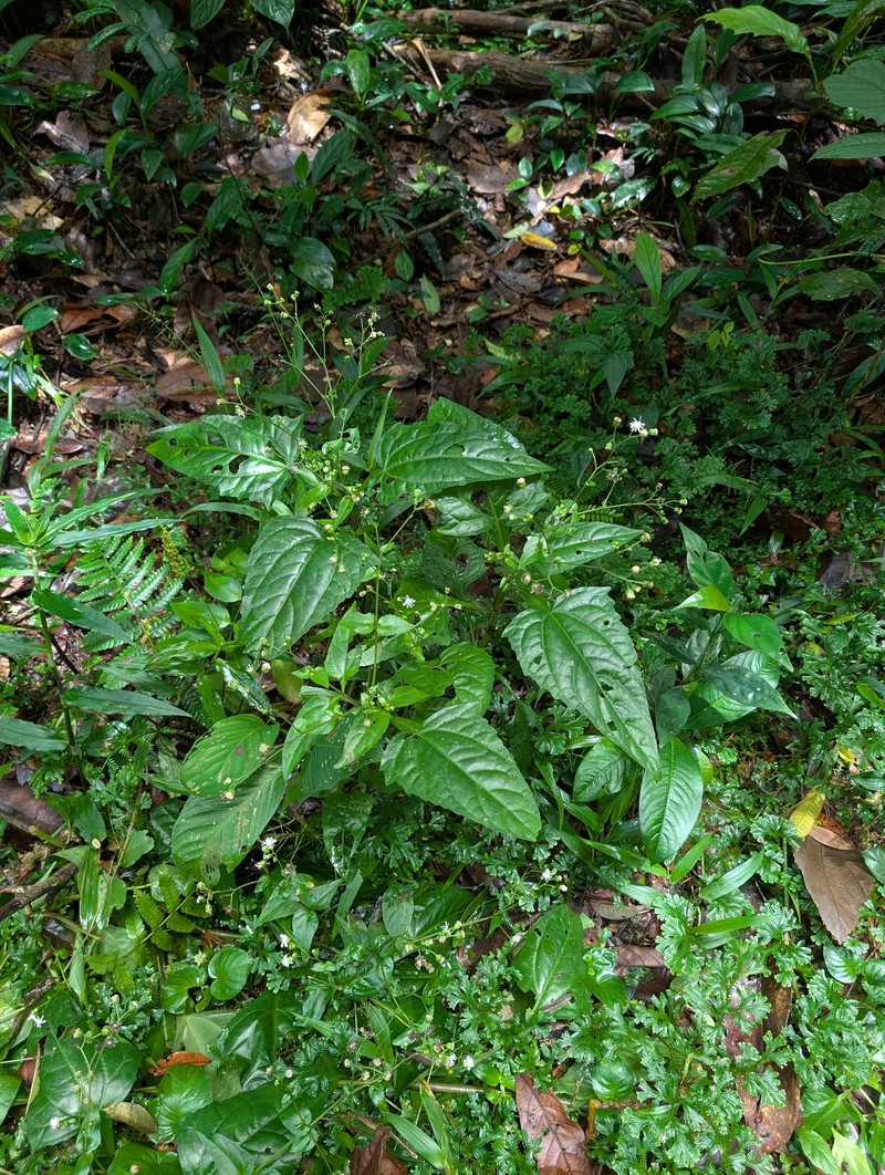 Adenostemma involucratum photo 7