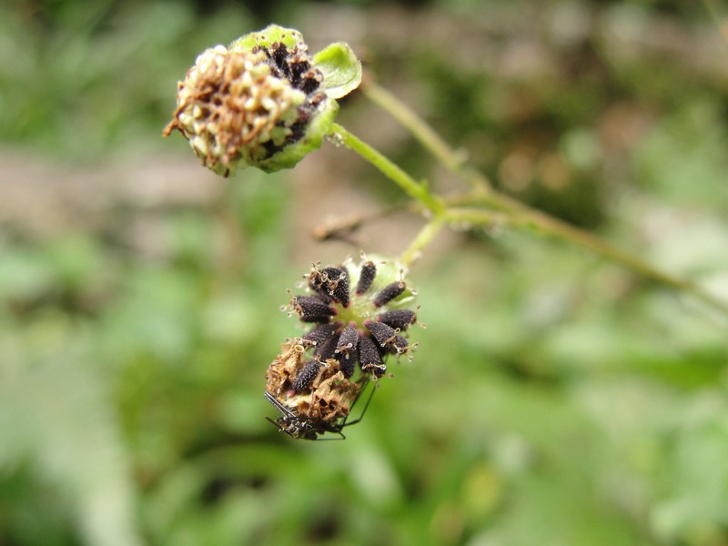 Adenostemma involucratum photo 8