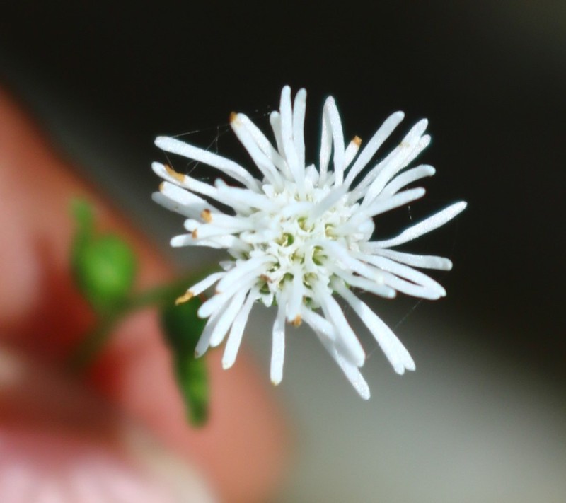 Common Medicineplant