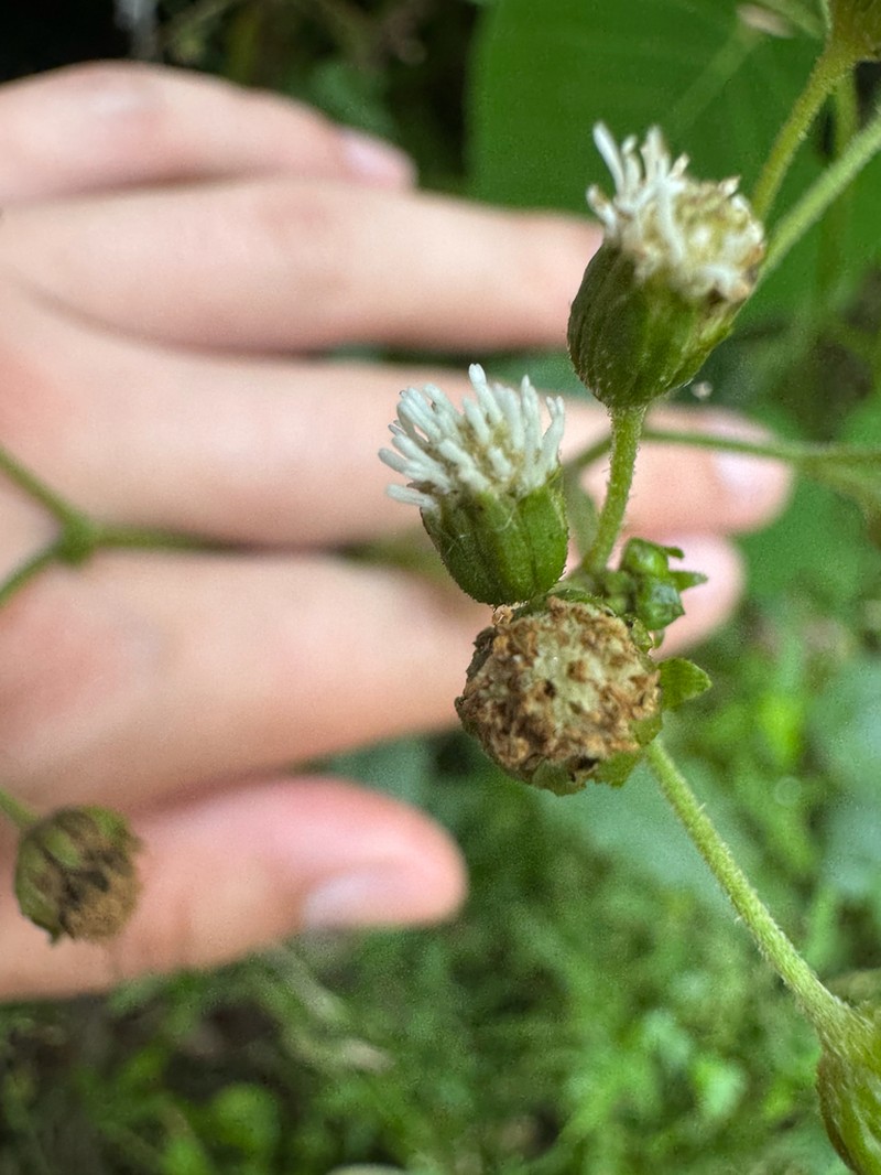 Common Medicineplant photo 2