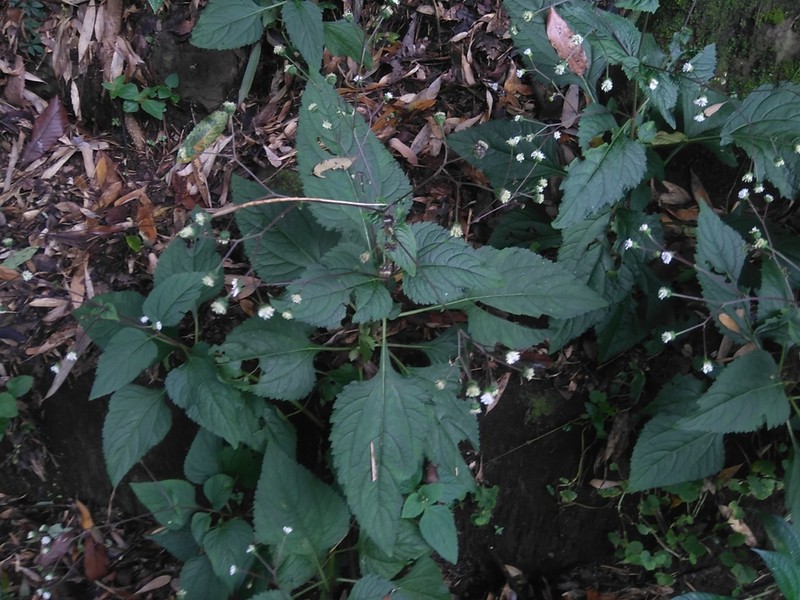 Common Medicineplant photo 3