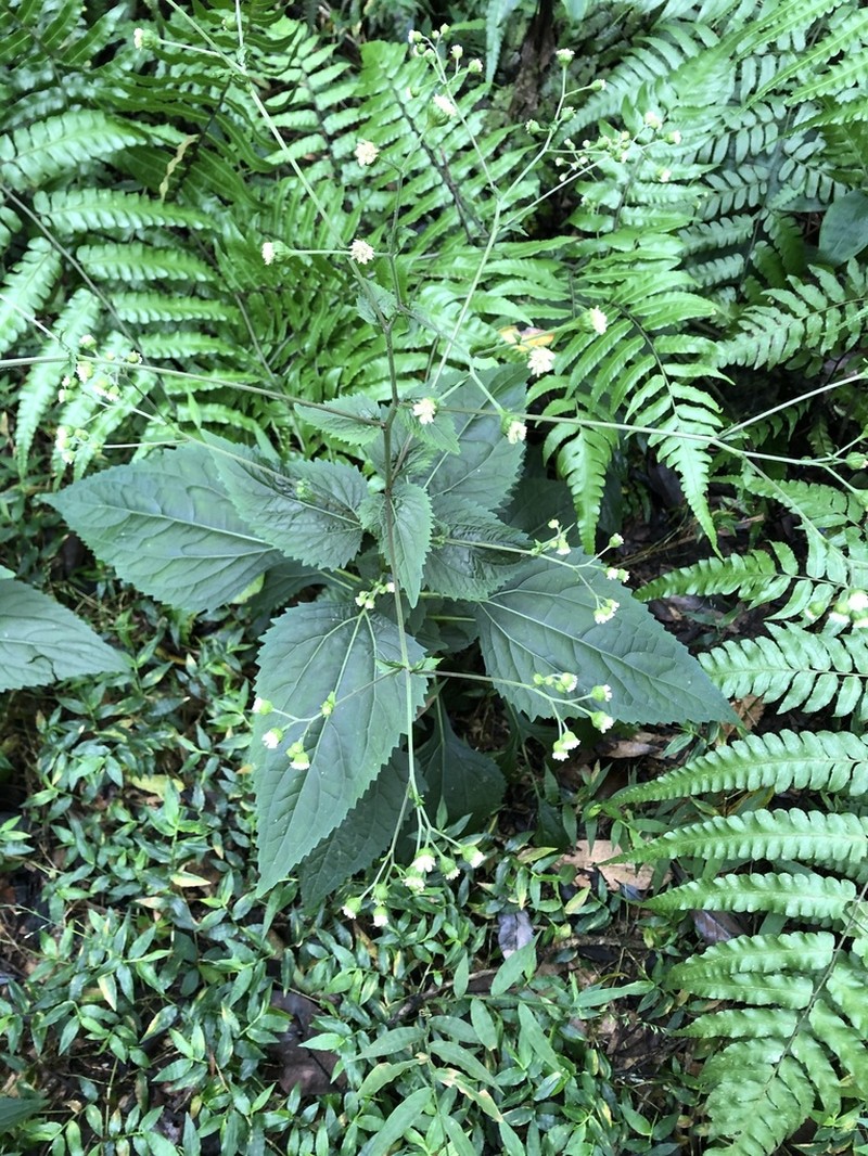 Common Medicineplant photo 4