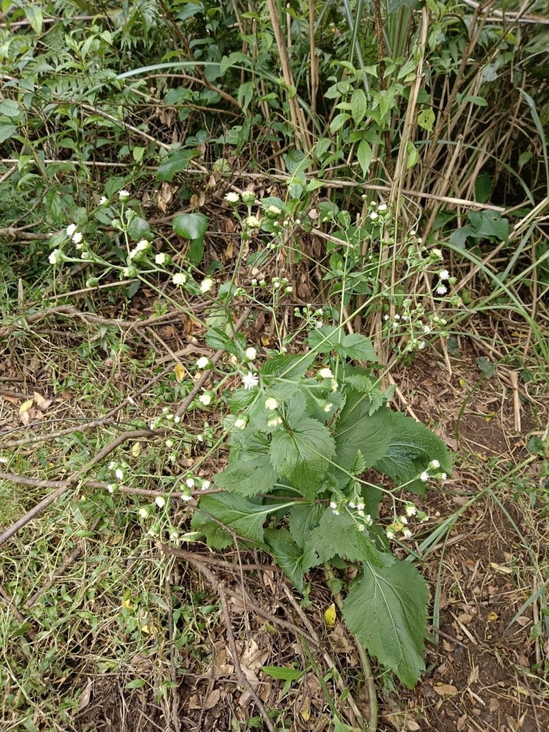 Common Medicineplant photo 5