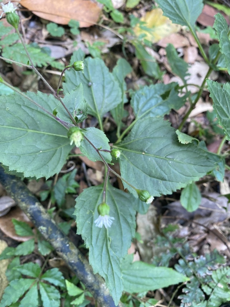 Common Medicineplant photo 6