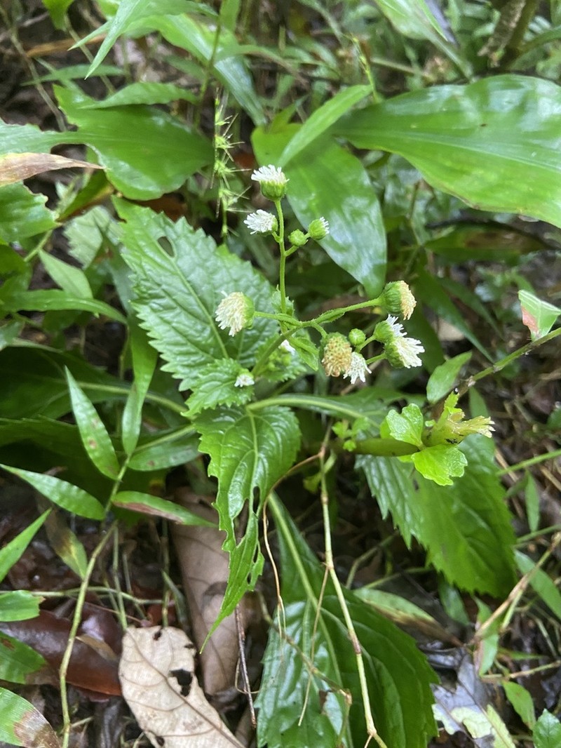 Common Medicineplant photo 7