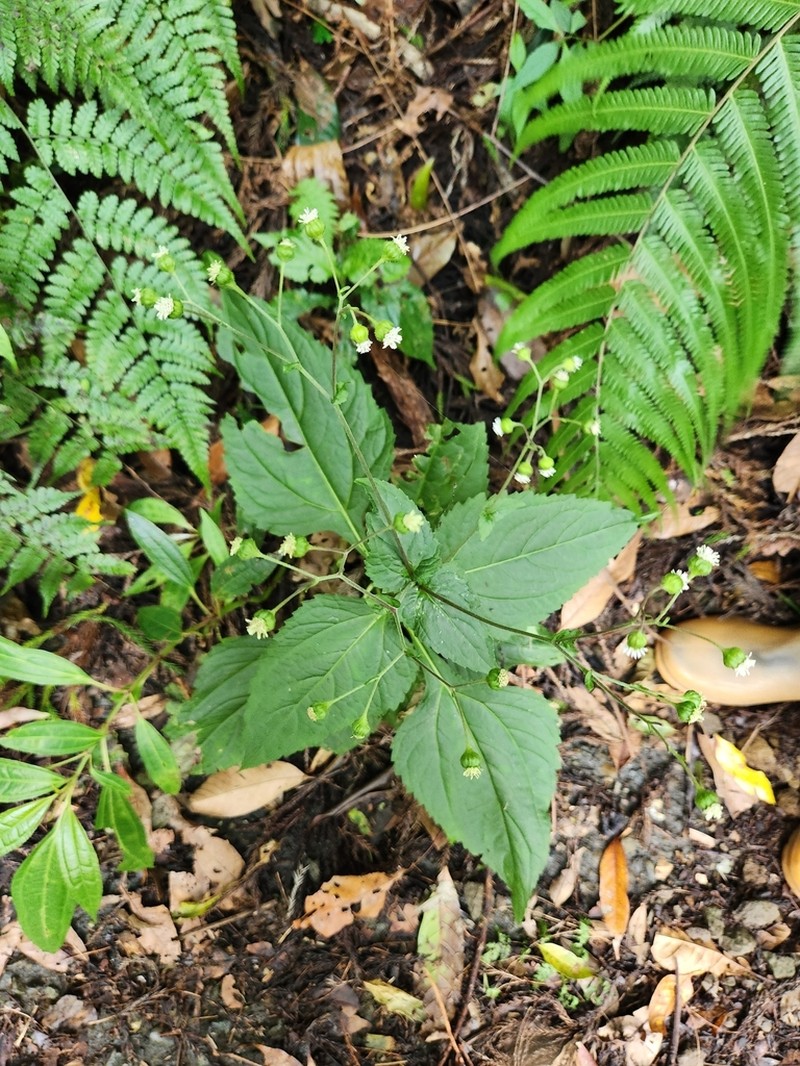 Common Medicineplant photo 8