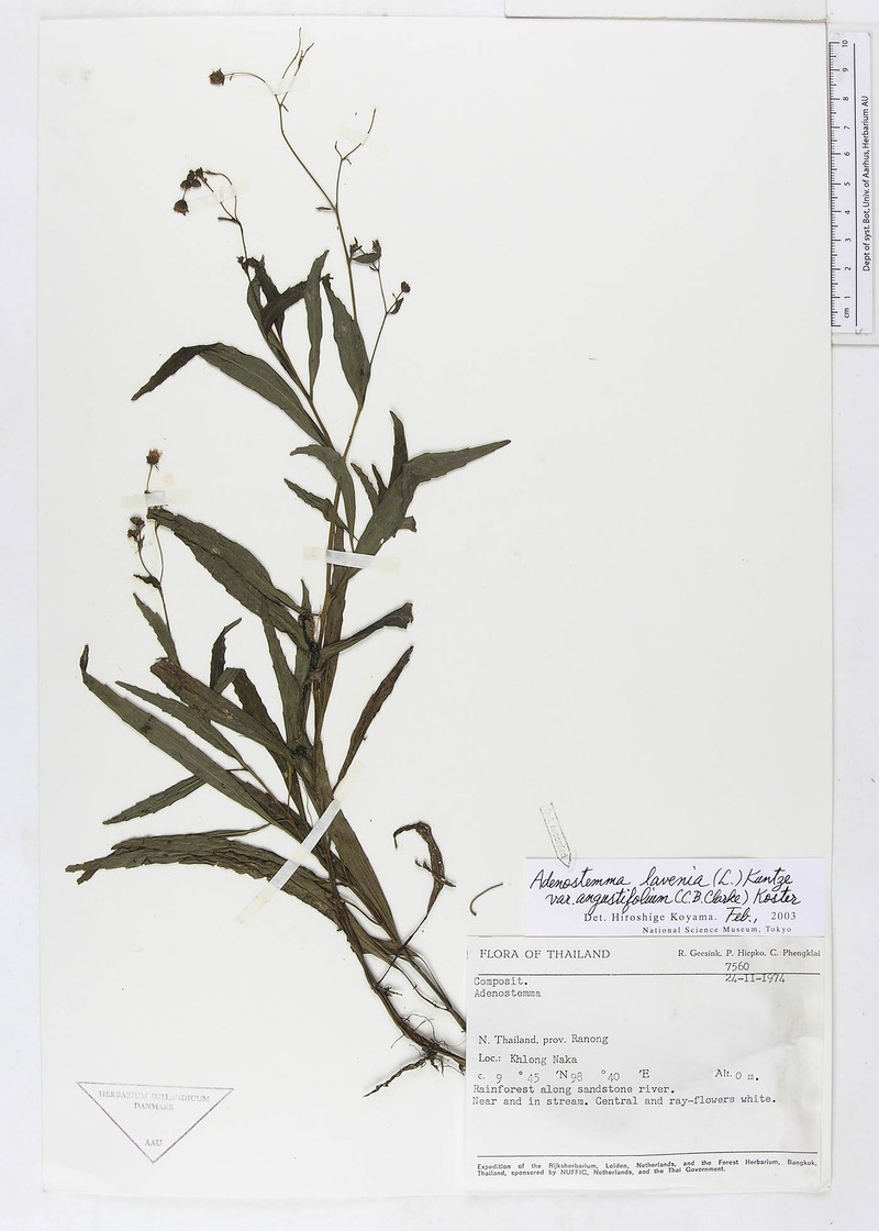 Adenostemma lavenia var. angustifolium