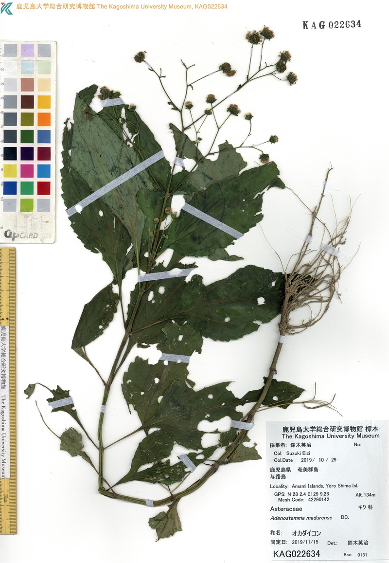 Adenostemma lavenia var. latifolium