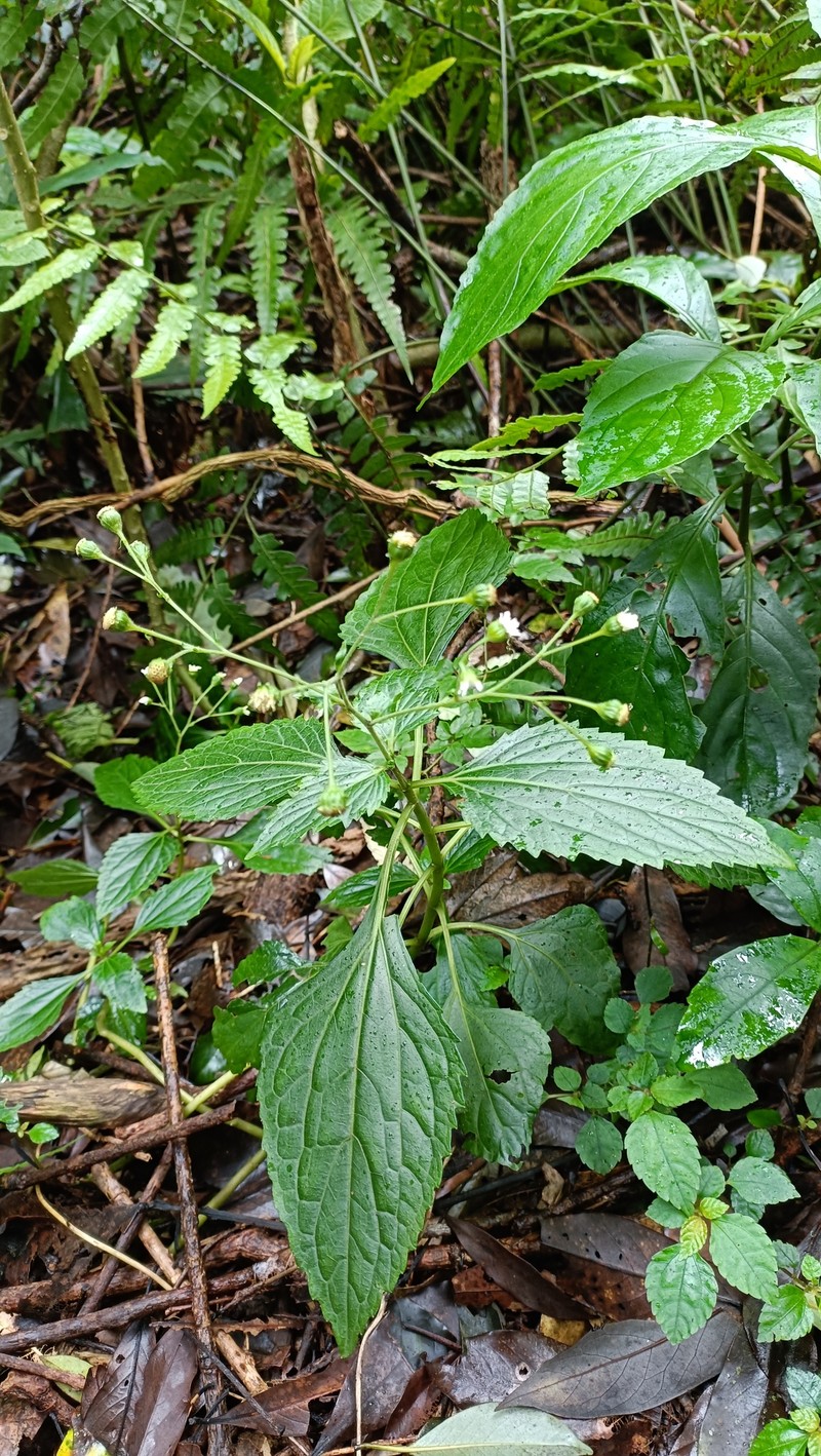 Adenostemma lavenia var. lavenia