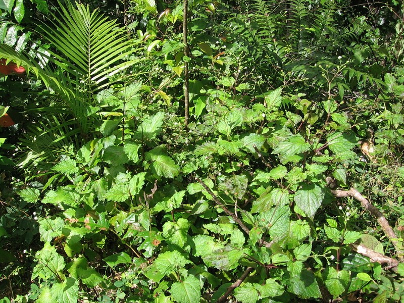 Adenostemma macrophyllum