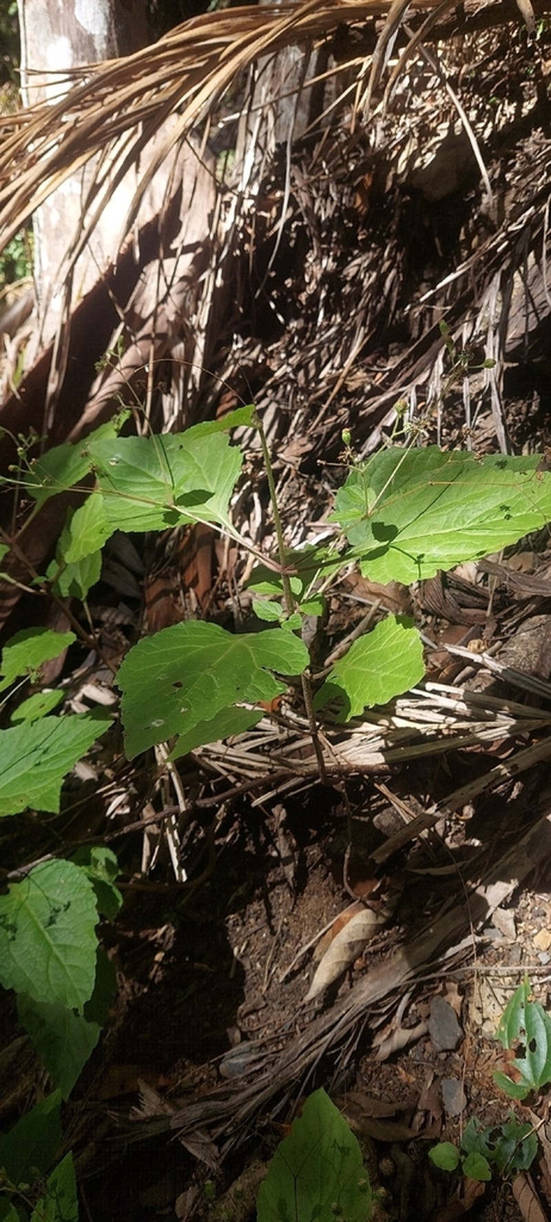 Adenostemma macrophyllum photo 4