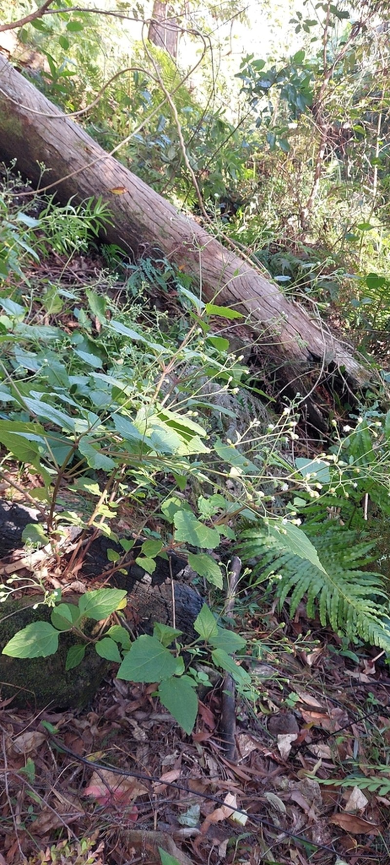 Adenostemma macrophyllum photo 5