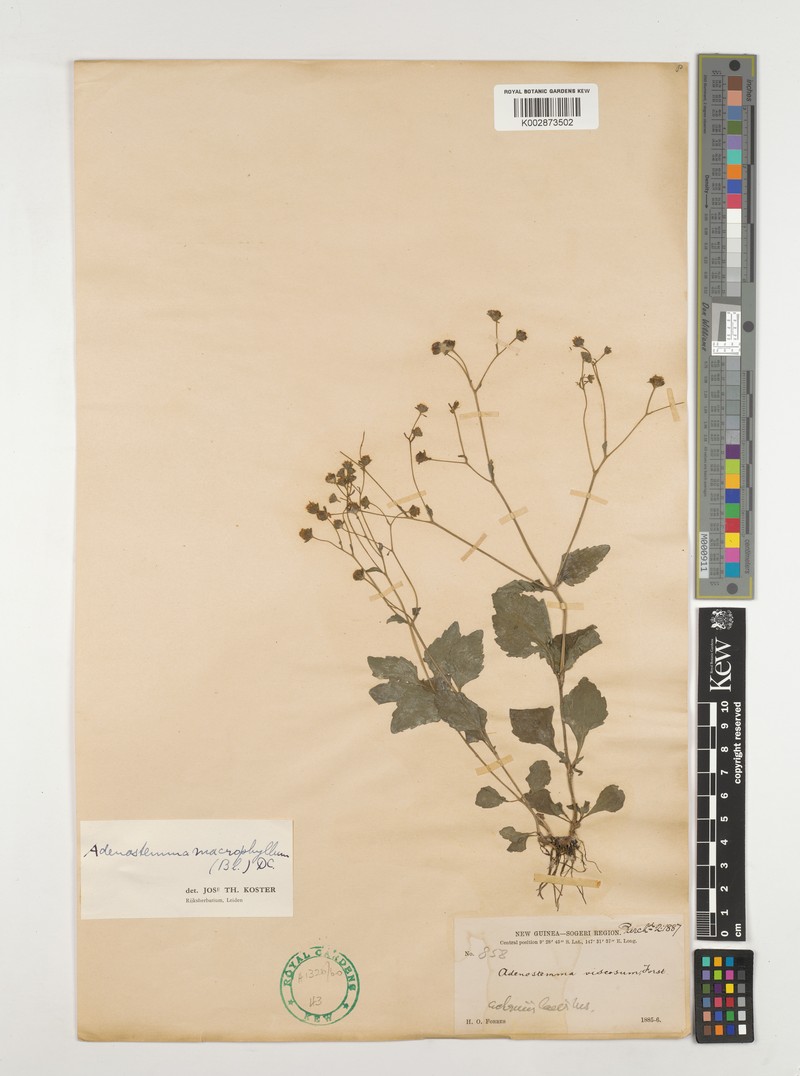 Adenostemma macrophyllum