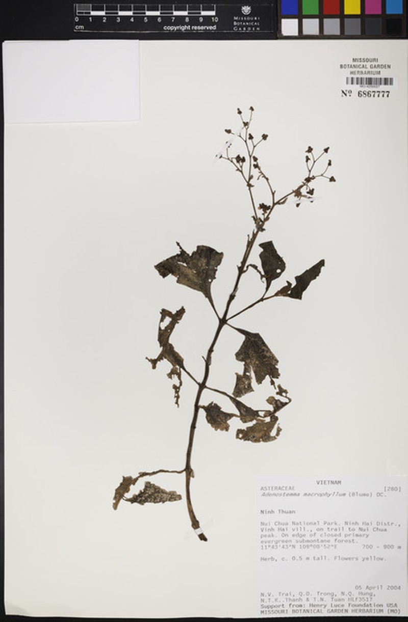 Adenostemma macrophyllum photo 2