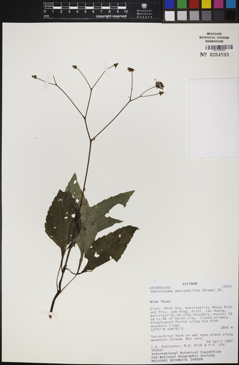 Adenostemma macrophyllum photo 3