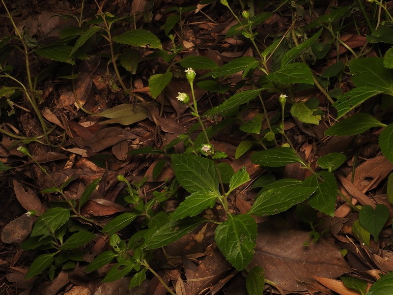 Adenostemma madurense photo 2