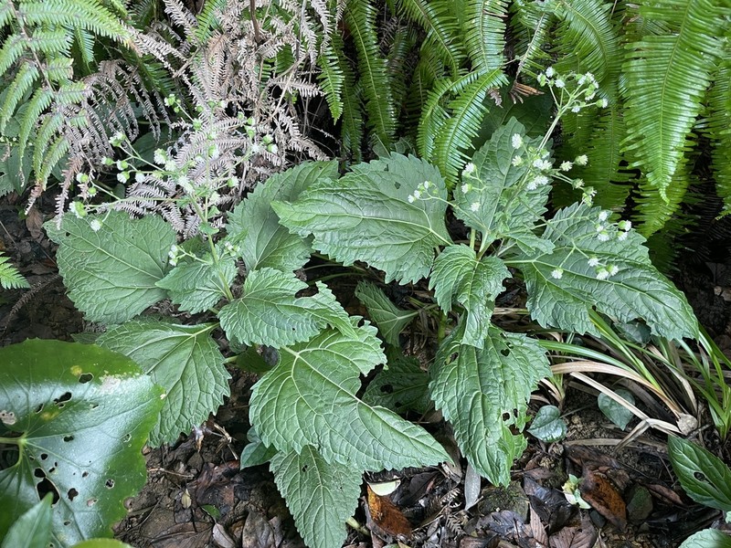 Adenostemma madurense photo 3